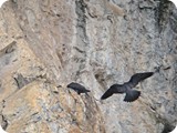 Falcon Peregrine-pair